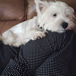 Angel - West Highland White Terrier