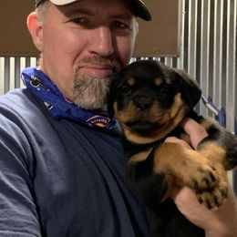 Rottweiler Puppies from Von Schonen Rottweilers