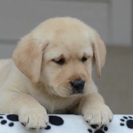 Labrador Retriever Puppies from Avery Labradors