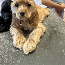Cocker Spaniel Puppies from J&E spaniels