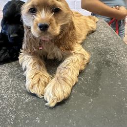 Cocker Spaniel Puppies from J&E spaniels