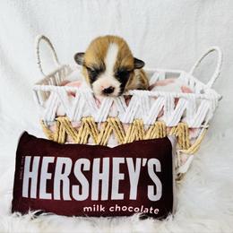 Twix - Red male Pembroke Welsh Corgi puppy in Sheldon, Missouri from Clearsky Corgis