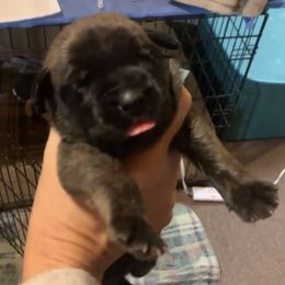 Girl 5 - Brindle Mastiff puppy in Buffalo, New York from Excelsior Mastiffs