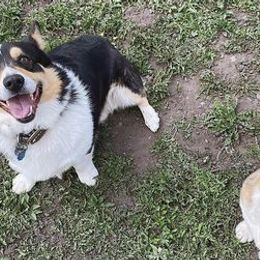American Corgis and Pembroke Welsh Corgis from Hallows Corgis