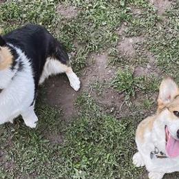 American Corgis and Pembroke Welsh Corgis from Hallows Corgis