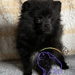 AKC PEBBLES 1800 - Black female Pomeranian puppy in Watkins Glen, New York from Wicked Spirits Pomeranians