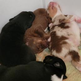 Australian Shepherd puppies from Wayward Trails Kennel