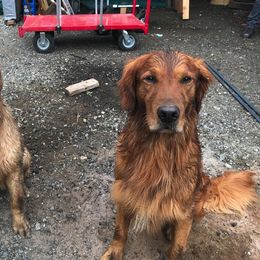 Golden Retriever All Grown Up from Grayling Golden Retrievers