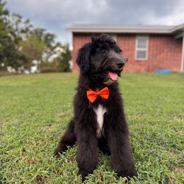 Pine (Blue Collar) - Black male Sheepadoodle puppy in Tahlequah, Oklahoma from Mulberry Ridge Doodles
