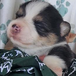 Hunter green Bandana Boy - Black and tan male Pembroke Welsh Corgi puppy in Cherokee, Oklahoma from MCS Farms-OK