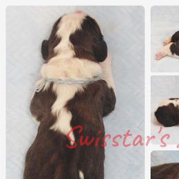 Saint Bernards from Swisstar Saints