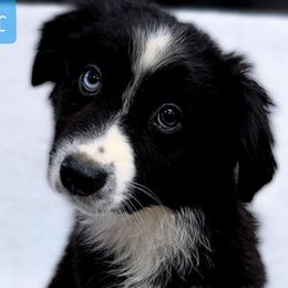 Dexter - Black & white male Miniature Australian Shepherd puppy in Punta Gorda, Florida from Christie's Creekside Aussies