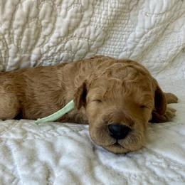 Miss Mint Collar - Apricot female Poodle puppy in Screven, Georgia from Dreamland Standard Poodles