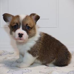 AKC Red ID Boy - Red male Pembroke Welsh Corgi puppy in Ash Flat, Arkansas from Arkansas Corgis