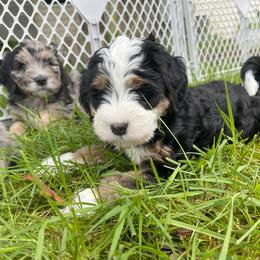 Bernedoodle Puppies from Myt fine doodles