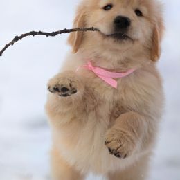 Golden Retriever Puppies from SUN-GOLDEN KENNELS