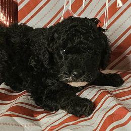 Ms Potato Head - Black female Goldendoodle puppy in Peoria,  Az, Arizona from Not Just "Golden" Doodles