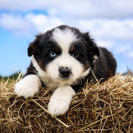 Miniature Australian Shepherd Puppies from Lost Coast Aussies