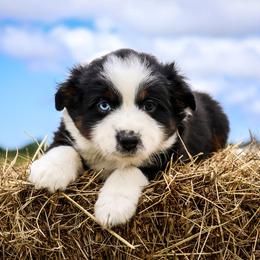 Miniature Australian Shepherd Puppies from Lost Coast Aussies