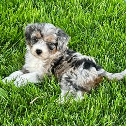 Blue Merle Two, Smallest Puppy - Blue merle female Aussiedoodle puppy in Parma, Idaho from Arena Valley Acres
