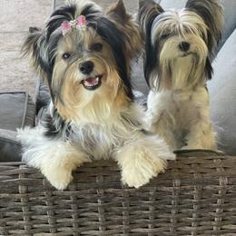 Biewer Terrier and Yorkshire Terrier Puppies from York Town California