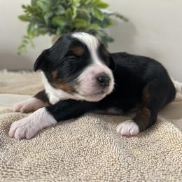 Toy Australian Shepherd Puppies from Itty Bitty Aussies