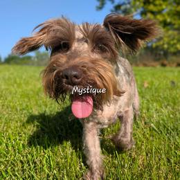 AKC Tiny Tushy Aura of Mystery - Liver female Miniature Schnauzer puppy in Greencastle, Indiana from Tiny Tushy Lodge