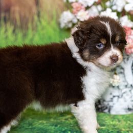 Australian Shepherds from Wildwood Australian Shepherds