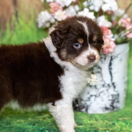 Australian Shepherds from Wildwood Australian Shepherds