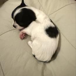 Remington - Black and white male Chihuahua puppy in Choctaw, Oklahoma from Savvy Chihuahuas of Oklahoma