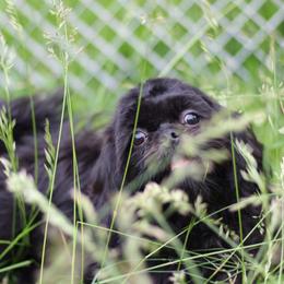 AKC-UKC Espresso - Black and white male Shih Tzu puppy in Cartersville, Georgia from Autumn Breeze Shih Tzus and Friends