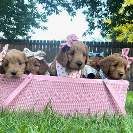 Goldendoodle Puppies from JD GoldenDoodles