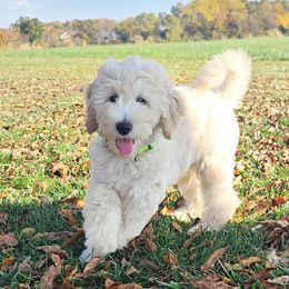 Casper (The Ghost) - Brown and white Aussiedoodle puppy in Maryland from Alexander Oodles of Doodles