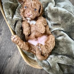Peter (Cottontail) - Red and white male Cockapoo puppy in Danielsville, Georgia from Meg's Doodles and Poodles