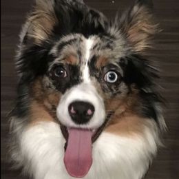 Miniature Australian Shepherds from Aussie Pals