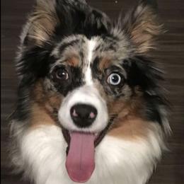 Miniature Australian Shepherds from Aussie Pals