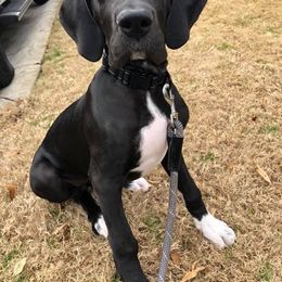 Great Dane Puppies from Dynamic Danes