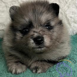 AKC GORON - Blue merle male Pomeranian puppy in Watkins Glen, New York from Wicked Spirits Pomeranians