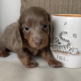 Waylon - Fawn (isabella) and tan male Dachshund puppy in Bentonville, Arkansas from Boujee Buns Dachshunds