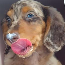 Hershey - Dachshund