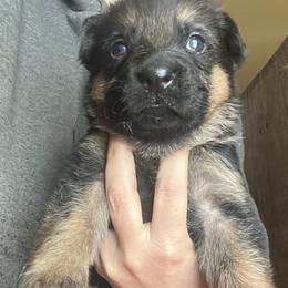 Black collar girl - Black and red female German Shepherd puppy in Worthington, Indiana from Aus Gerstbrei German Shepherds
