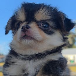 Daisy - Black sabled fawn female Chihuahua puppy in Citrus Heights, California from Golden State Chihuahuas