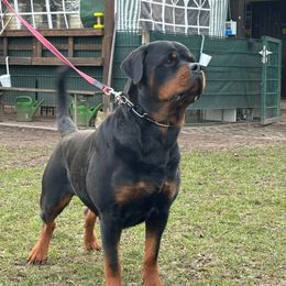 Filou - Rottweiler
