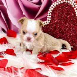 Silas - Cream and white male Chihuahua puppy in Anderson, South Carolina from Lil Treasures Chihuahuas