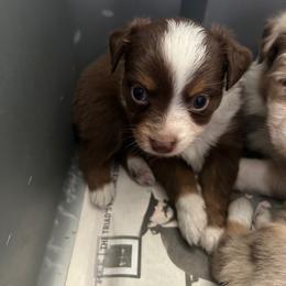 Taquito - Red tri male Toy Australian Shepherd puppy in Greensboro, North Carolina from Mike & Josh- Small Mini/Toy Aussies