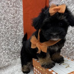 Fannie - Phantom female Maltipoo puppy in West Plains, Missouri from Puppies-4U