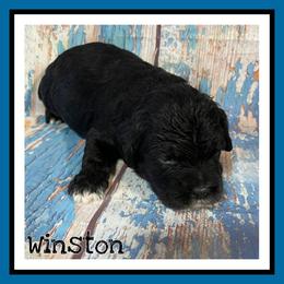 Winston - Black and white male Cockapoo puppy in Lebanon, Missouri from Cobbs Creek Canines