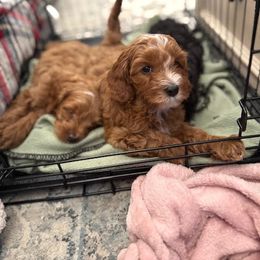 Cavapoo Puppies from AZ Cavapoos