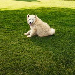 Davidson - White male Pomsky puppy in Bucyrus, Missouri from Hill Top Pomskies