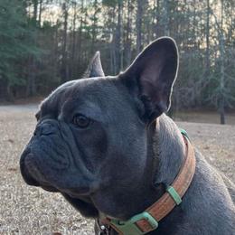 French Bulldog Puppies from Fancy Face Frenchies